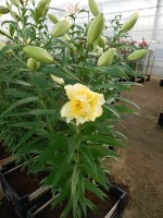 [4154 Exotic Sun PO No101.JPG]